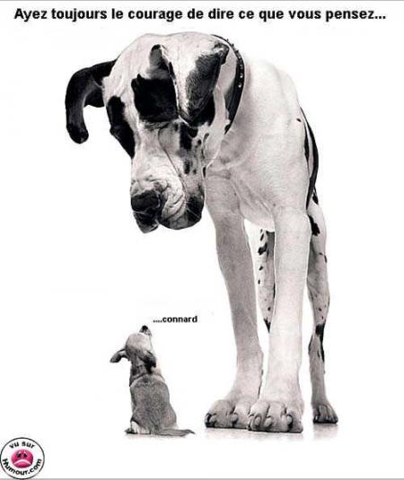 il a reson le petit